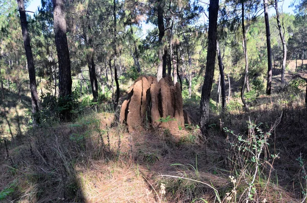 Bu fotoğraf Kangoo kasabası Himachal Pradesh Hindistan 'da çekildi.  