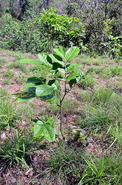 印度Himachal Kangoo镇森林中的小植物 — 图库照片