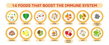 İnsan Sağlığı Bağışıklık Sistemi Destekleyicileri - vektör illüstrasyon, çizgi film karalama el düz çizim. Nar, karpuz, çam elması, papaya, limon, zencefil, zerdeçal, brokoli, chichen çorbası, ıspanak..