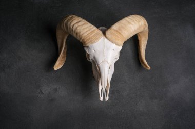 Koyu gri arka planda büyük boynuzları olan keçi kafatası