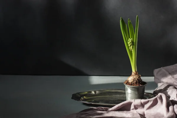 Ampul ışık ve gölge siyah arka plan üzerine ile sümbül