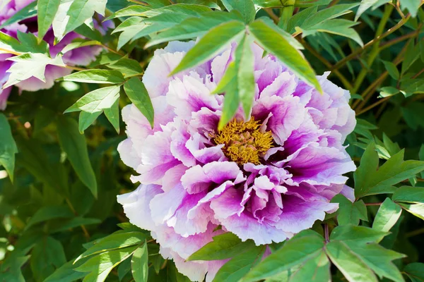 Dendriticviolet ve beyaz şakayık