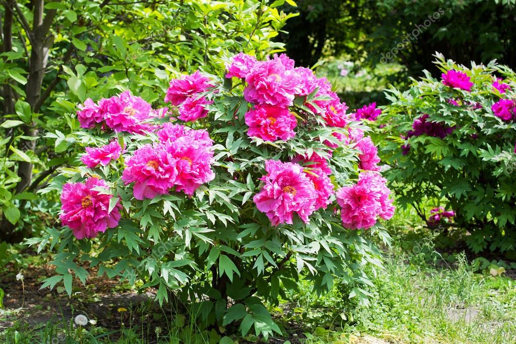 Pictures peony bushes Blooming peony bush — Stock Photo © hanna