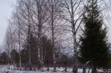 çam ve huş ağaçları yan yana dikildi