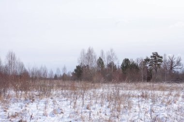 Kışın huş ağaçları güneşli bir günde taze kar altında