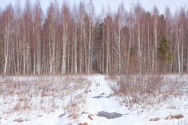 Kışın huş ağaçları güneşli bir günde taze kar altında
