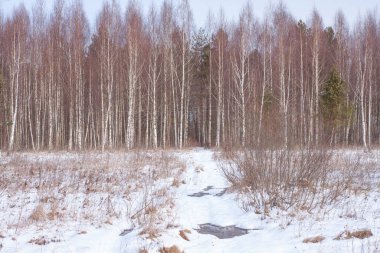 Kışın huş ağaçları güneşli bir günde taze kar altında