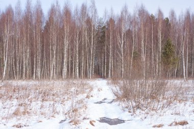 Kışın huş ağaçları güneşli bir günde taze kar altında