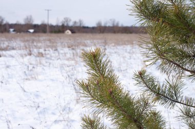 Kış ormanında büyük iğneli ladin dalları