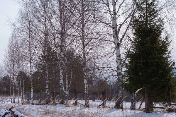 çam ve huş ağaçları yan yana dikildi