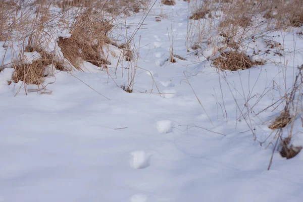 Ślady Zwierząt Śniegu Zimowym Lesie — Zdjęcie stockowe