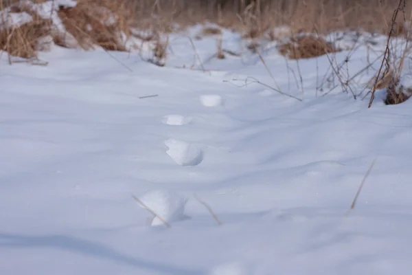 Ślady Zwierząt Śniegu Zimowym Lesie — Zdjęcie stockowe