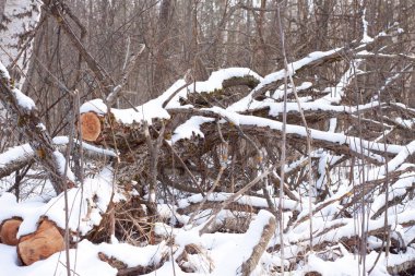 Kış kar ormanlarında devrilmiş ağaçlar.