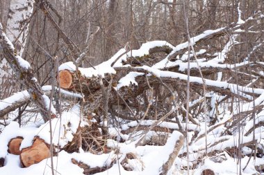 Kış kar ormanlarında devrilmiş ağaçlar.