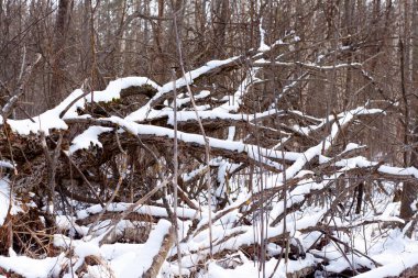 Kış kar ormanlarında devrilmiş ağaçlar.