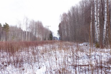 Kış ormanında elektrik hattı olan bir açıklık.