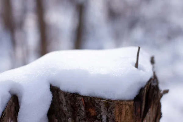 Baumstumpf Mit Schneemütze Winterwald — Stockfoto