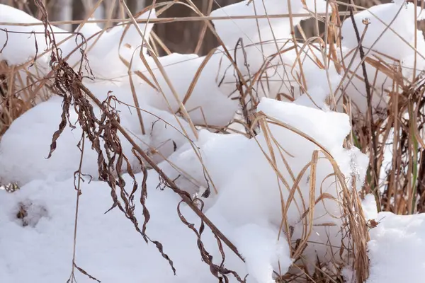 Herbe Sèche Sur Terrain Sous Neige — Photo