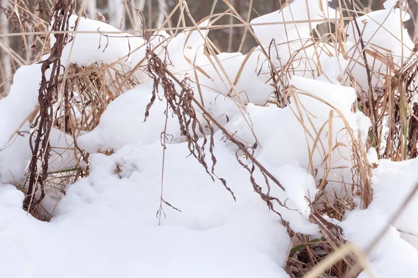 Herbe Sèche Sur Terrain Sous Neige — Photo