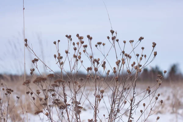 Herbe Sèche Sur Terrain Sous Neige — Photo