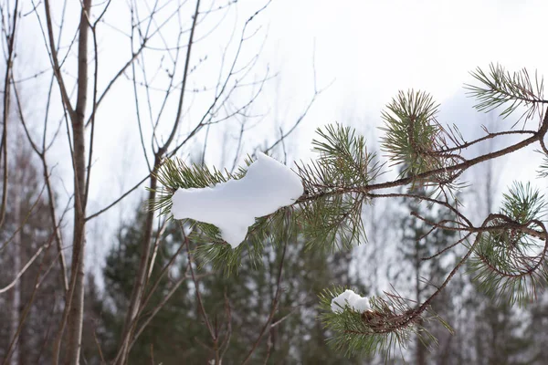 Granskog Med Stora Barr Vinterskogen Royaltyfria Stockbilder