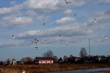 Martılar baharın başlarında nehrin üzerinde uçuyor.
