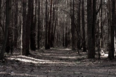 Çam ormanında karanlık, kasvetli bir yol.