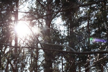 Güneş ışınları ağaçların dallarından geçiyor. Fotoğraftaki Sunny Bunny.