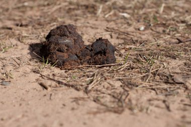 Dağınık köpek kakası sokaktaki kumda.