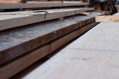 Yerde bir yığın taze çam kalası var.