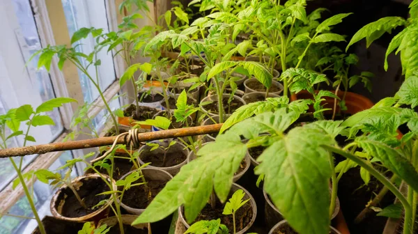 Plántulas Crecimiento Brotes Tomate Pepino Verduras Casa — Foto de Stock