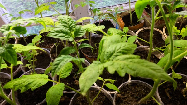 Plántulas Crecimiento Brotes Tomate Pepino Verduras Casa — Foto de Stock