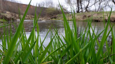 Genç, parlak yeşil çimenler nehrin arka planında. Bahar. Doğa. Küçük hızlı nehirler