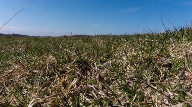 Uçsuz bucaksız bir alanda yeşil ve sarı çimenler. Boşluklar. otlaklar