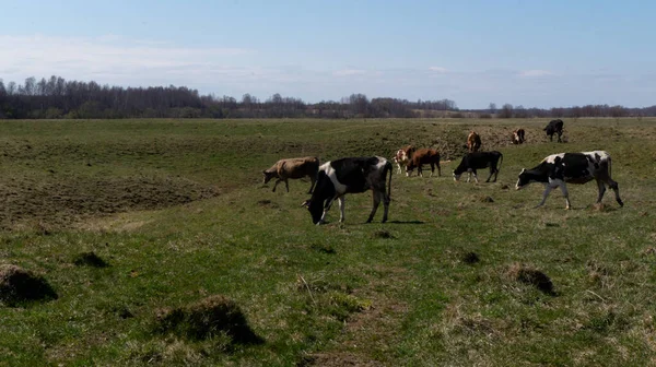 Tarlada Bir Inek Sürüsü Siyah Beyaz Gri Inekler Süt Çiftliği — Stok fotoğraf