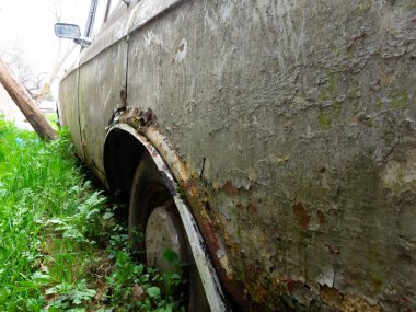 Terk edilmiş eski araba yosunla kaplanmış. Yerdeki tekerlekler büyümüş. Araba mezarlığı. Moskovalı.