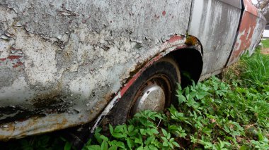 Terk edilmiş eski araba yosunla kaplanmış. Yerdeki tekerlekler büyümüş. Araba mezarlığı. Moskovalı.