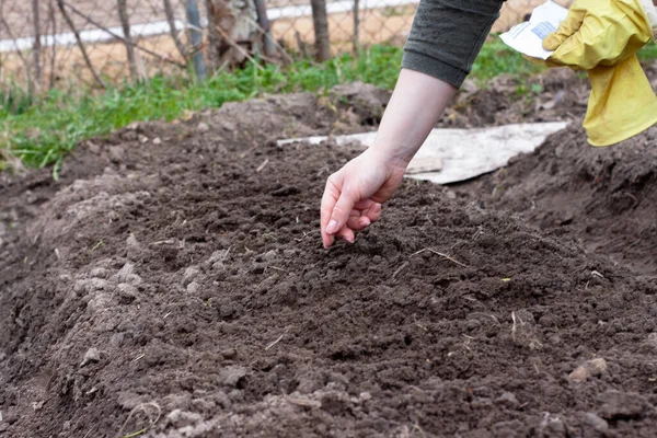 Γυναίκες Σπέρνουν Σπόρους Στον Κήπο Φύτευση Λαχανικών Εργασίες Στον Κήπο — Φωτογραφία Αρχείου