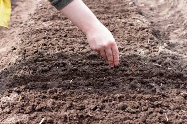 Kadın Bahçeye Tohum Ekiyor Sebze Ekiyorum Bahçede Çalış — Stok fotoğraf