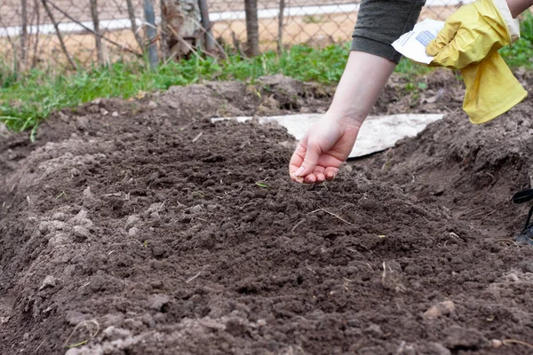 Mulher Semeia Sementes Jardim Plantar Vegetais Trabalho Jardim — Fotografia de Stock