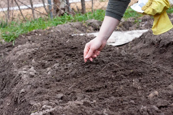 Mujer Siembra Semillas Jardín Plantar Verduras Trabajo Jardín — Foto de Stock