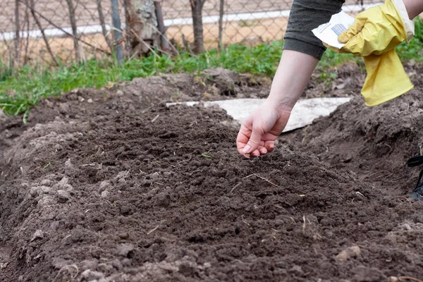 Kadın bahçeye tohum ekiyor. Sebze ekiyorum. Bahçede çalış..