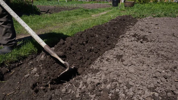Bir bahçe dikiyorum. Çapayla yatak yapmak. Chernozem