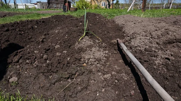 Het Planten Van Een Tuin Bedden Opmaken Met Een Schoffel — Stockfoto