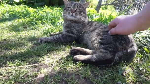 Acariciar Gato Gato Cinza Ronrona Com Prazer — Vídeo de Stock