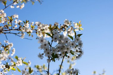 Bahçede çiçek açan ağaçlar. Elma, kiraz, erik ağaçları..
