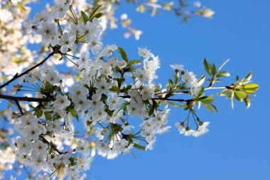 Bahçede çiçek açan ağaçlar. Elma, kiraz, erik ağaçları..