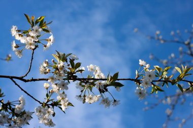 Bahçede çiçek açan ağaçlar. Elma, kiraz, erik ağaçları..