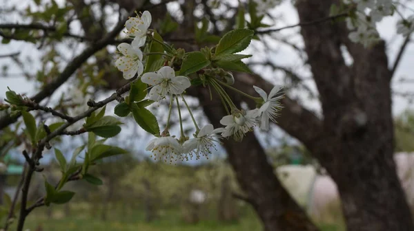 庭の開花木 アップル チェリー 梅の木 — ストック写真