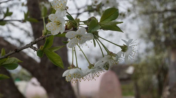 Árboles Con Flores Jardín Manzana Cerezo Ciruelos —  Fotos de Stock